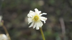 Knowltonia anemonoides