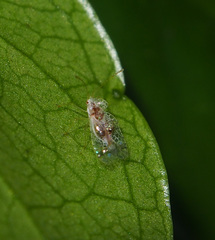 Stephanitis subfasciata