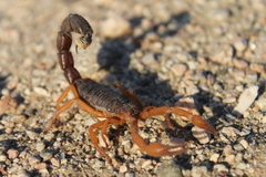 Parabuthus villosus