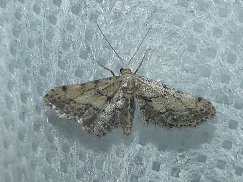 Acidalie calcicole (L')