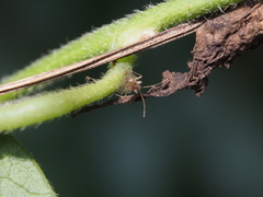 Stephanitis subfasciata