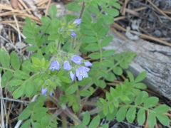 Polemonium californicum
