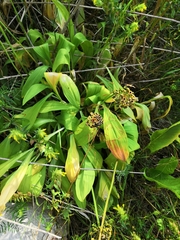 Allium victorialis