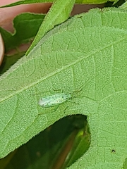 Ilnacora