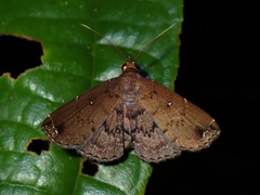 Adrapsa angulilinea