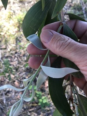 Melaleuca dealbata