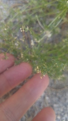 Galium multiflorum