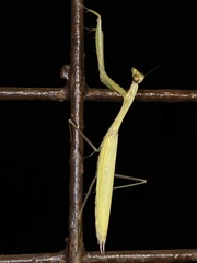 Statilia pallida