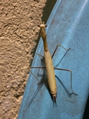Statilia pallida