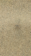 Chaetodera laetescripta