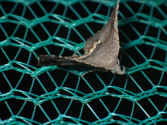 Throana pectinifer