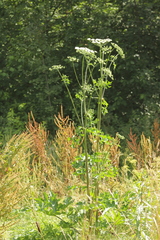 Heracleum sphondylium sphondylium