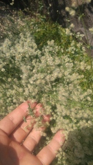 Galium multiflorum