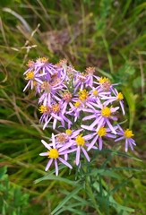 Galatella angustissima