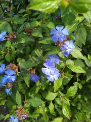 Ceratostigma