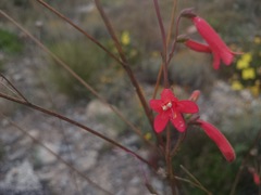 Penstemon lanceolatus