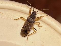 Elasmolomus squalidus