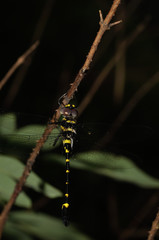 Macromia flavocolorata
