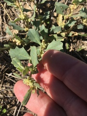 Atriplex muelleri