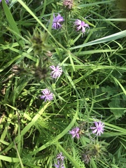 Liatris squarrosa
