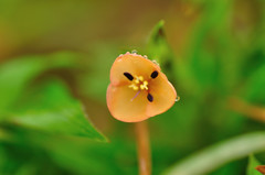 Murdannia lanuginosa