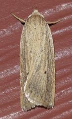 Gonioterma mistrella