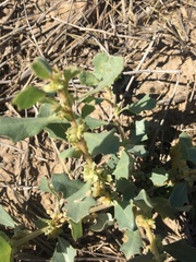 Atriplex muelleri