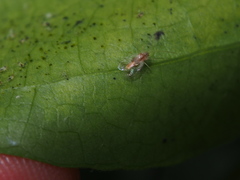 Stephanitis subfasciata