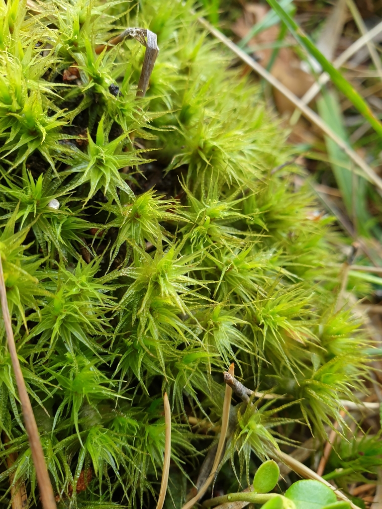 Waxyleaf Moss from Свердловская обл., Россия, 624021 on August 8, 2020 ...