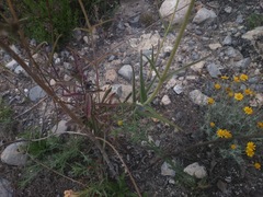 Penstemon lanceolatus