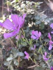 Clarkia dudleyana