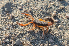 Parabuthus villosus
