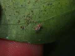 Stephanitis subfasciata