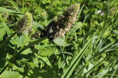 Gnophaela latipennis