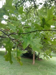 Quercus rubra