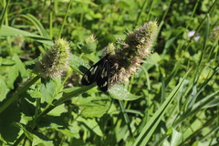 Gnophaela latipennis