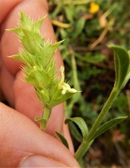 Sideritis hyssopifolia