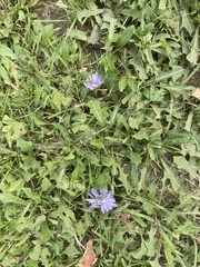 Cichorium intybus