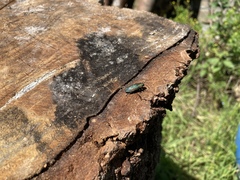 Lamprodila rutilans