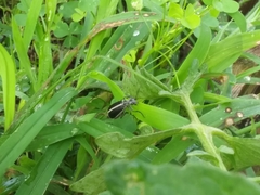 Epicauta cinerea-group