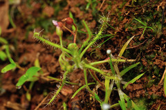 Drosera indica