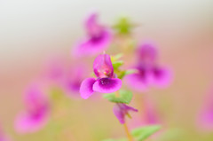 Impatiens oppositifolia