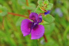 Impatiens lawii