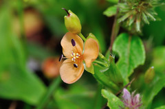 Murdannia lanuginosa