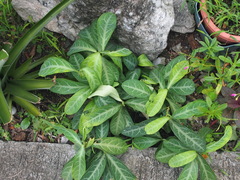 Breynia spatulifolia