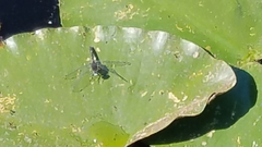 Leucorrhinia intacta