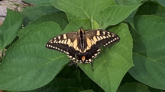 Papilio machaon hippocrates