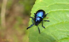 Platycorynus peregrinus