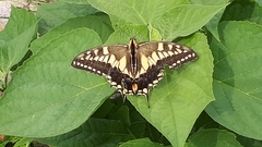Papilio machaon hippocrates