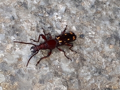 Baryrhynchus poweri